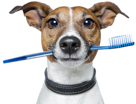 Teeth Brushing